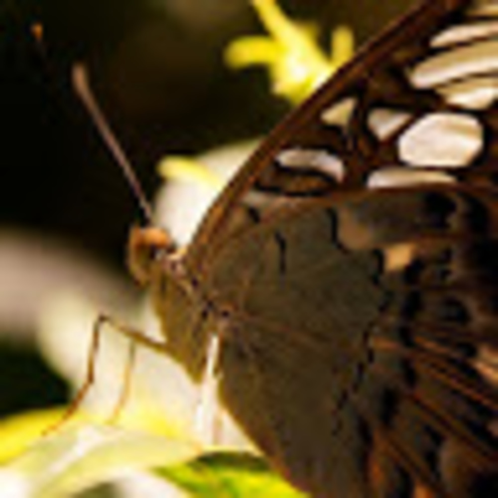 Meet your Posher, Frances